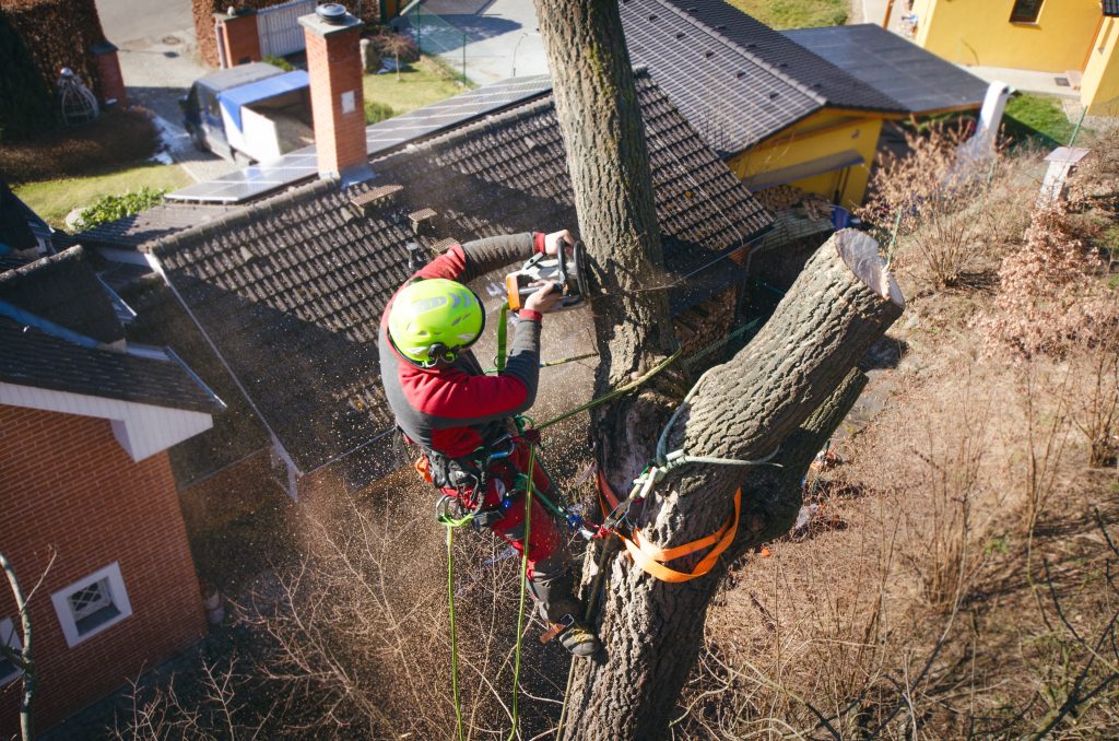 tree surgery surrey